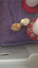 Load and play video in Gallery viewer, Baby Rhode Island Red Chickens
