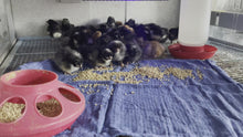 Load and play video in Gallery viewer, Baby Barred Rock chicks
