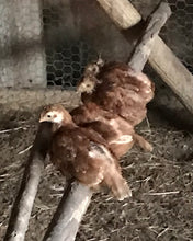 Load image into Gallery viewer, Baby Rhode Island Red Chickens
